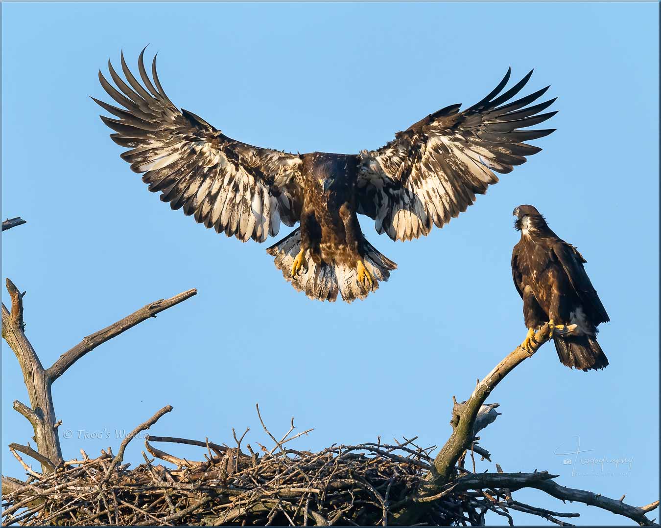 Eaglets at the nest practicing to fly