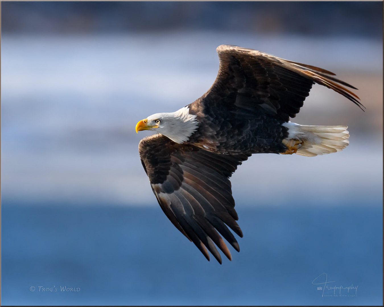 American Bald Eagle cruisin' down the river