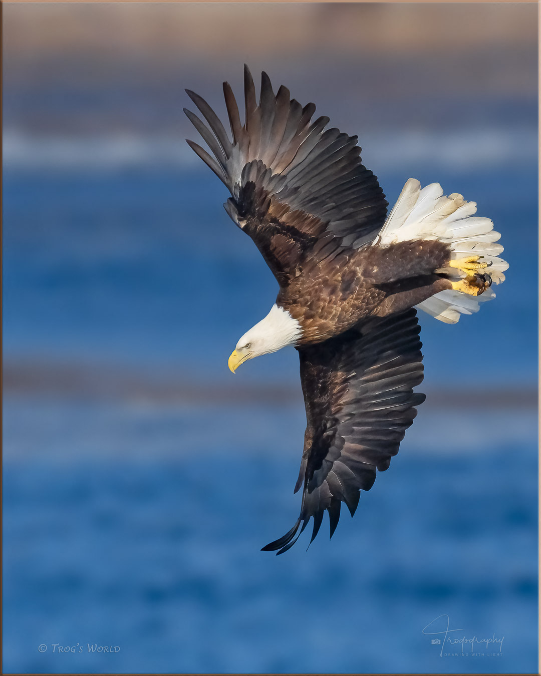 American Bald Eagle in dive mode