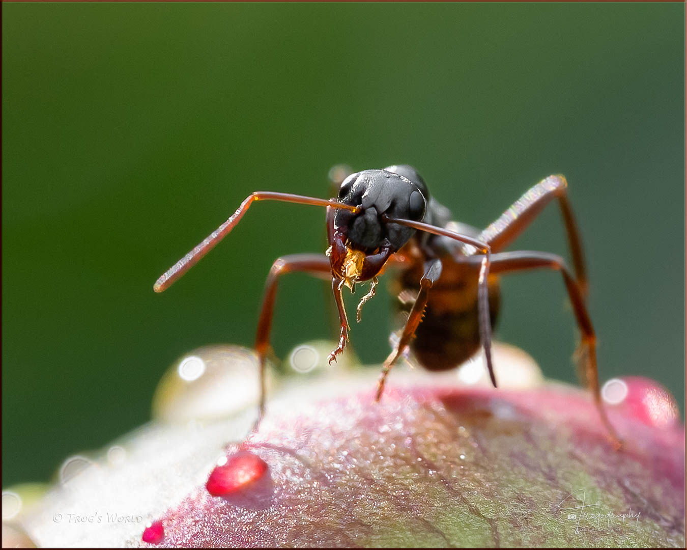 Ant on a peony bud