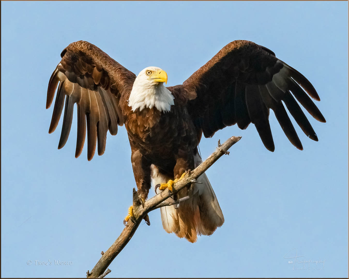 American Bald Eagle on a branch