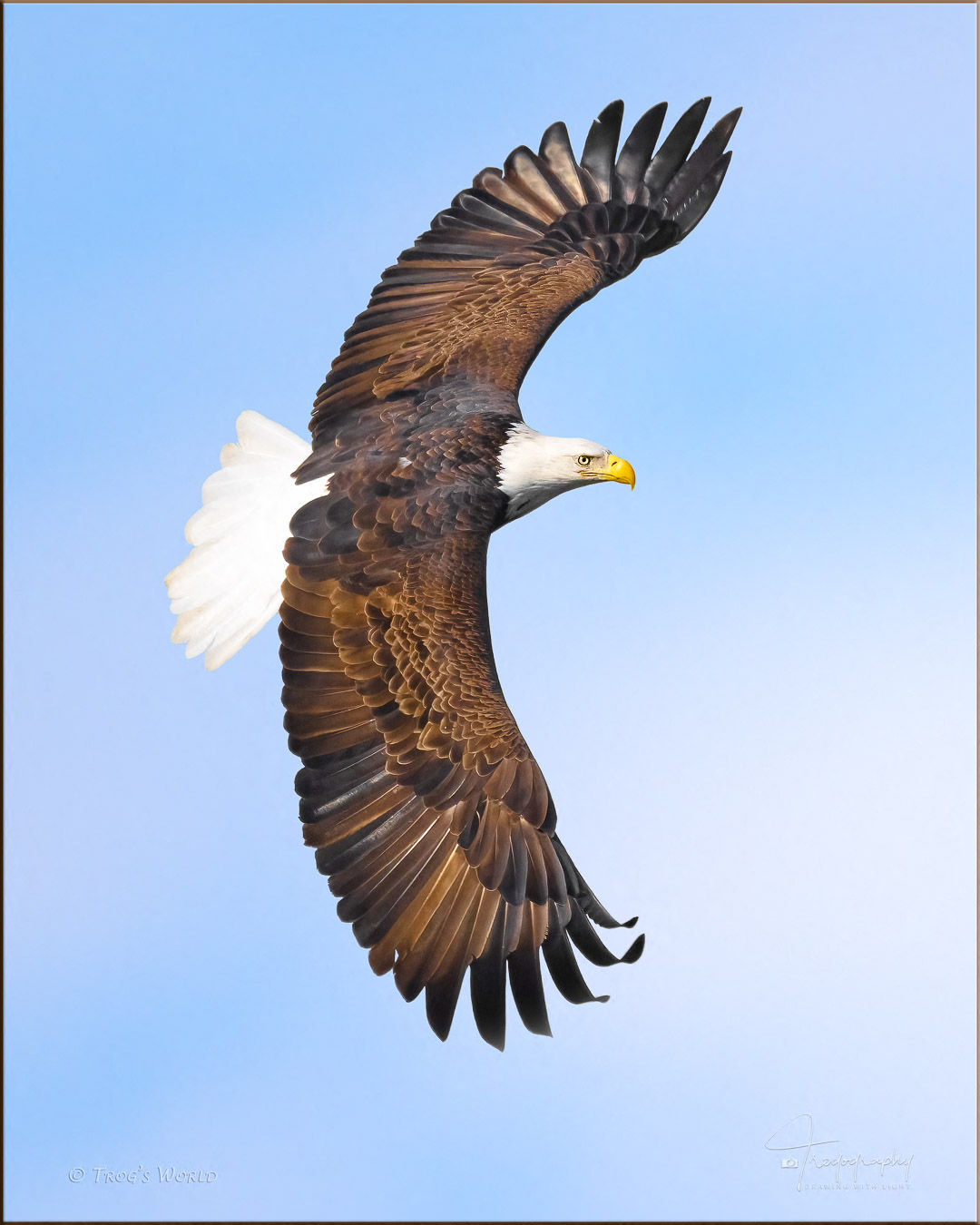 American Bald Eagle banks to the north