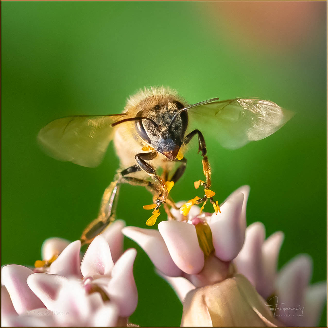 Honey Bee on a Milkweed Plant