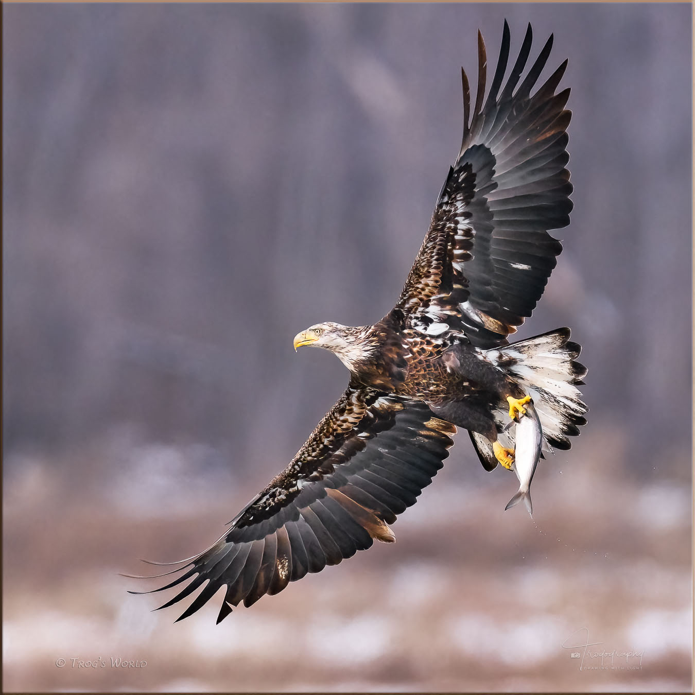 Juvenile Bald Eagle with a fish