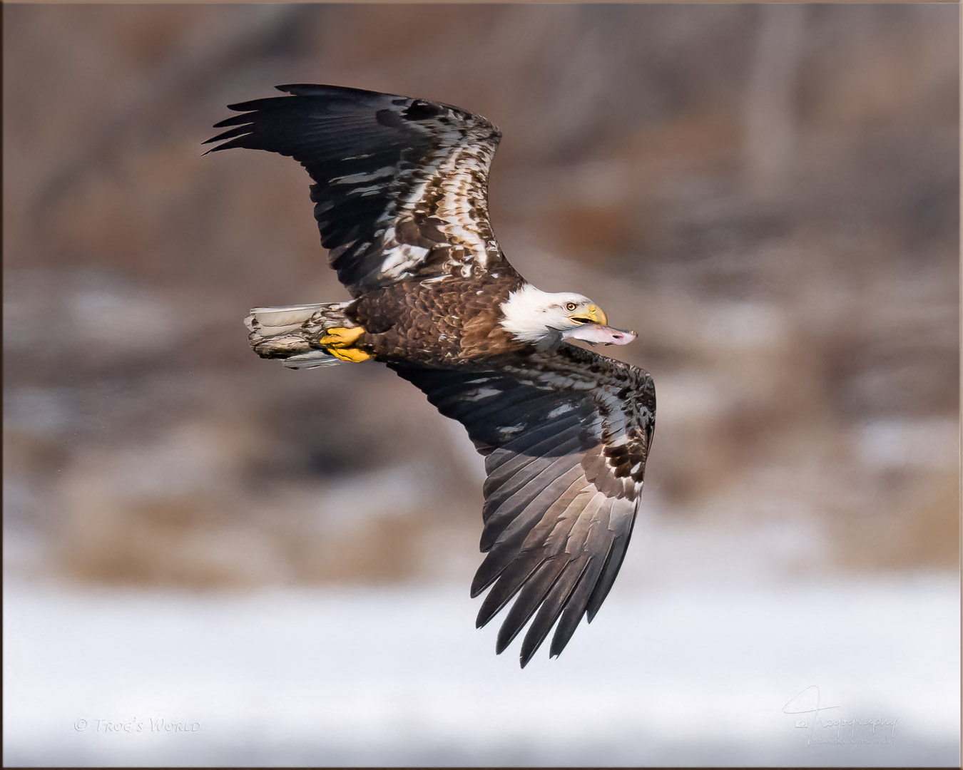 Juvenile Eagle with a fish in its mouth