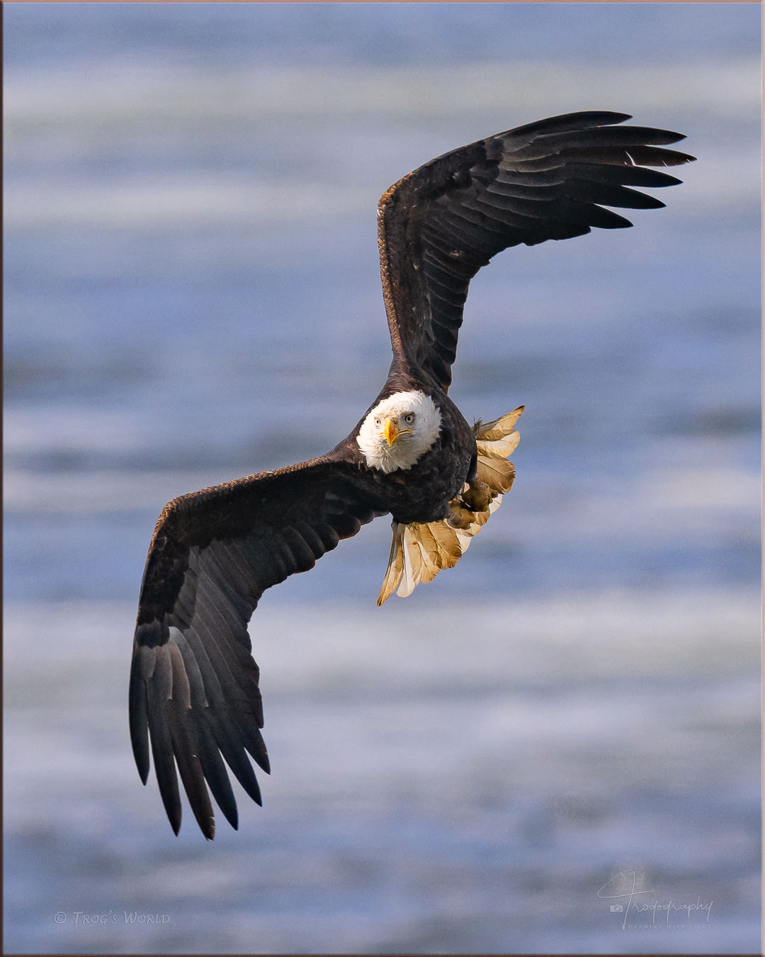 American Bald Eagle banking to the west