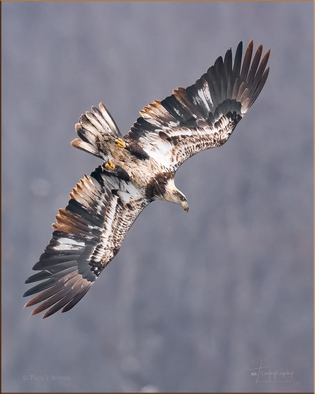 Juvenile Bald Eagle diving for a fish