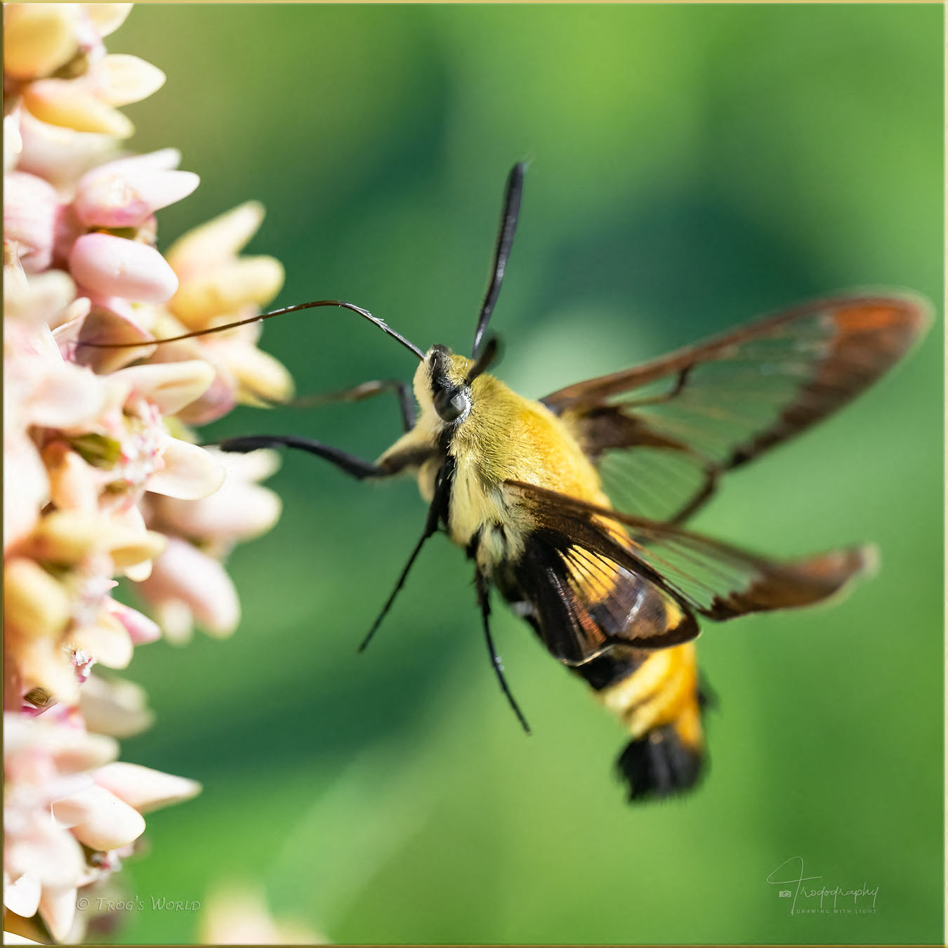 Hummingbird Clearwing Moth on a milkweed