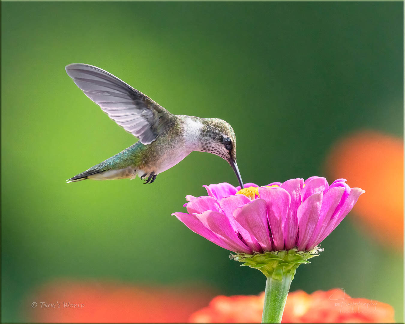 Ruby-throated Hummingbird on a flower