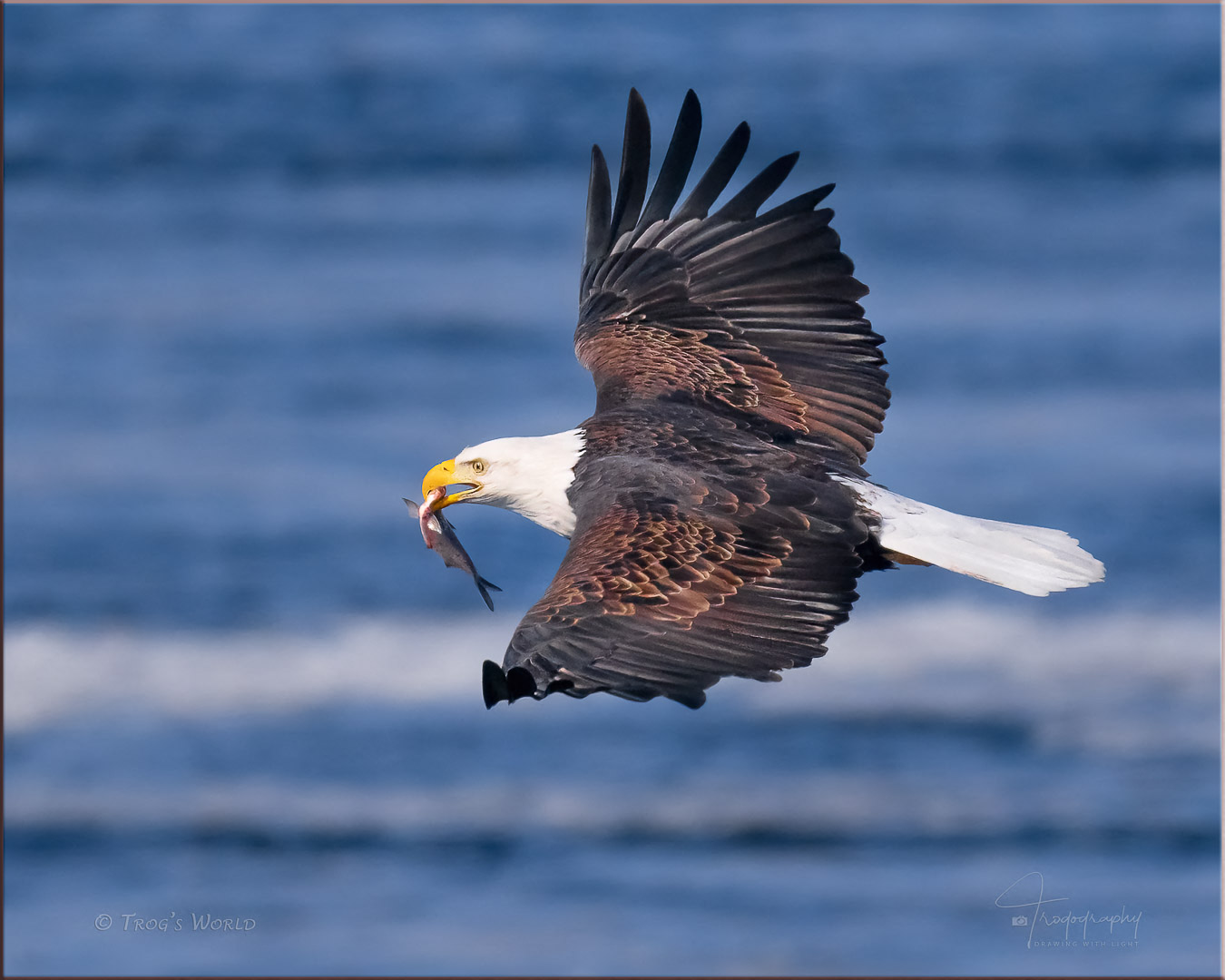 Bald Eagle with a fish in its mouth
