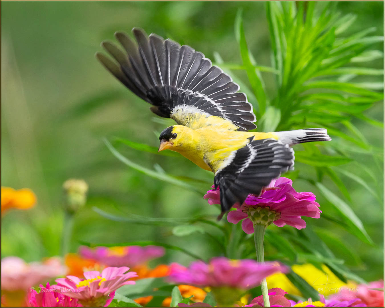 American Goldfinch