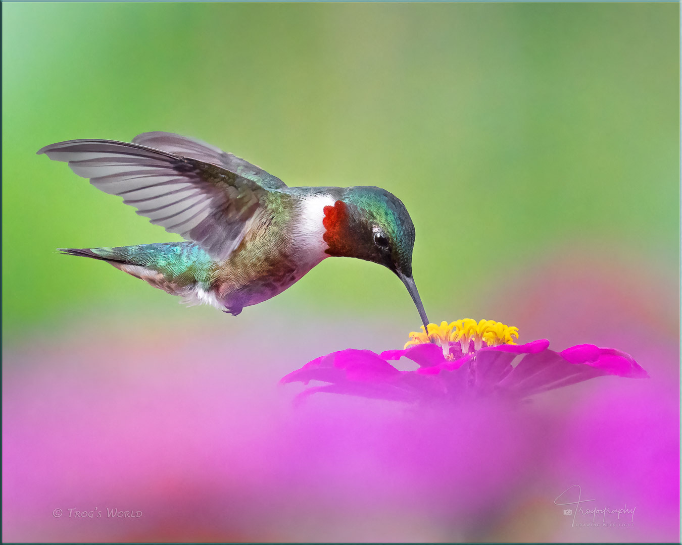 Male Ruby-throated Hummingbird on a flower