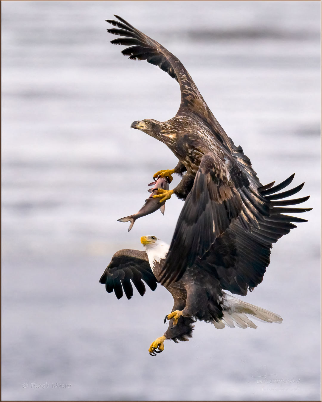 American Bald Eagle with a fish