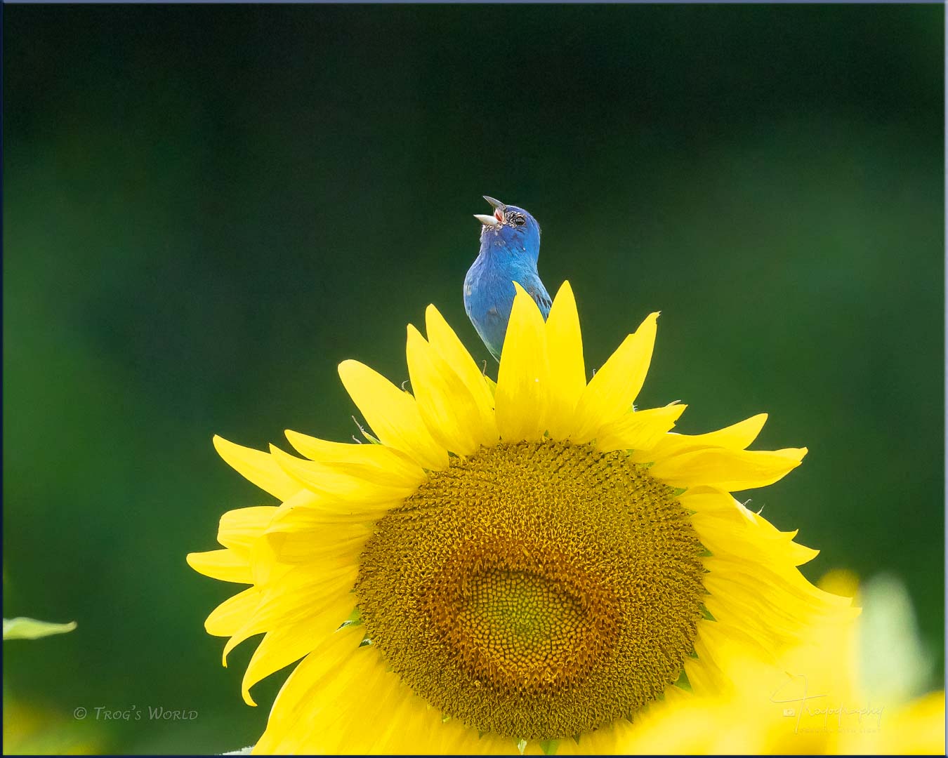 Indigo Bunting in the sunflowers