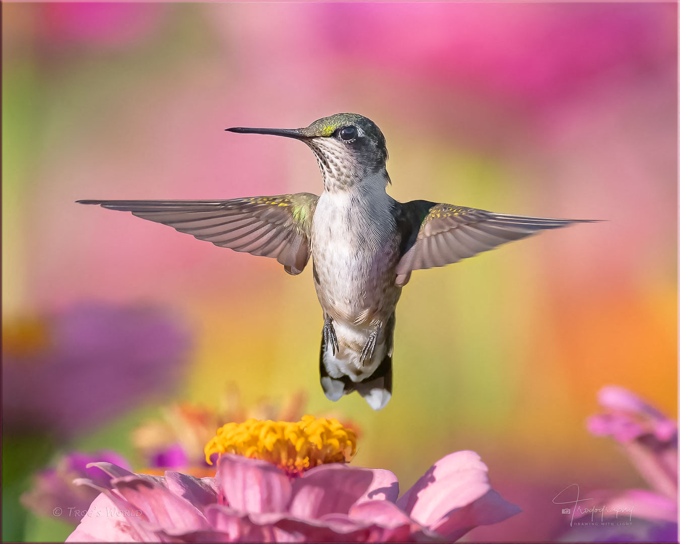 Ruby-throated Hummingbird hovering