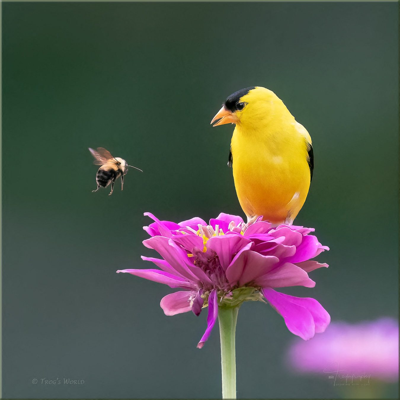 American Goldfinch and a Bumblebee