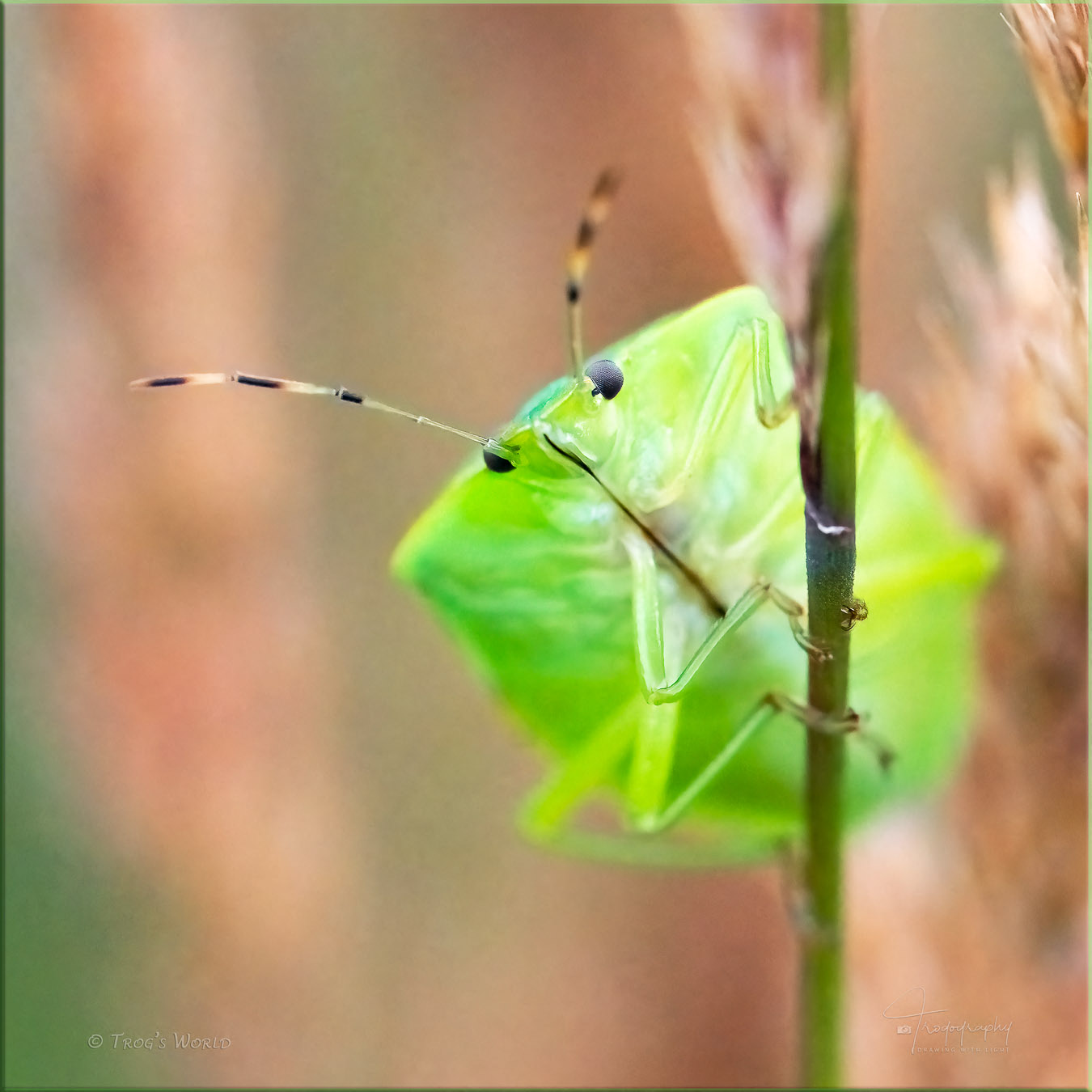 Green Stink Bug