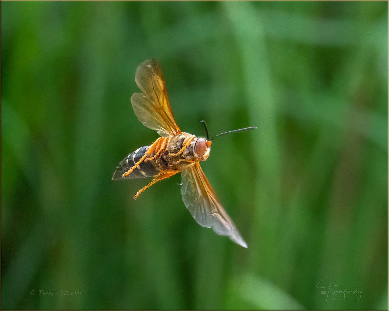 Cicada Killer wasps