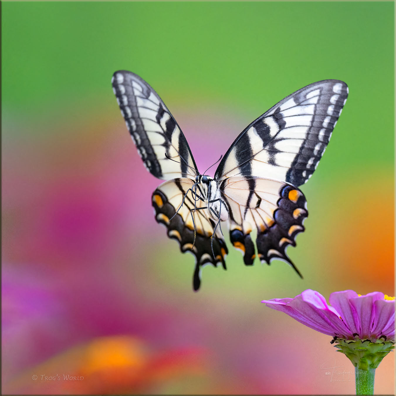 Eastern Tiger Swallowtail Butterfly