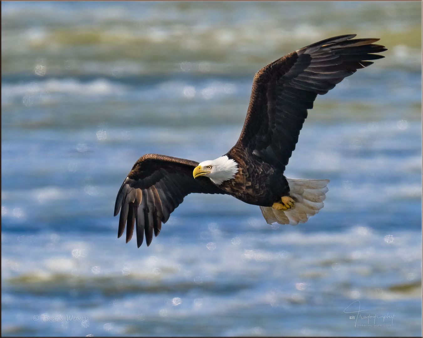 American Bald Eagle flying above the frozen river