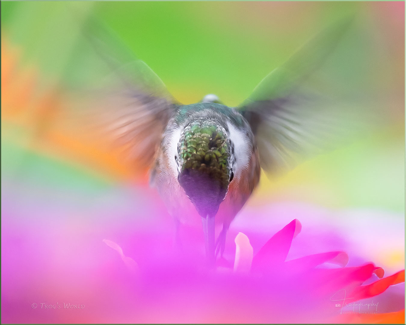 Ruby-throated Hummingbird in motion