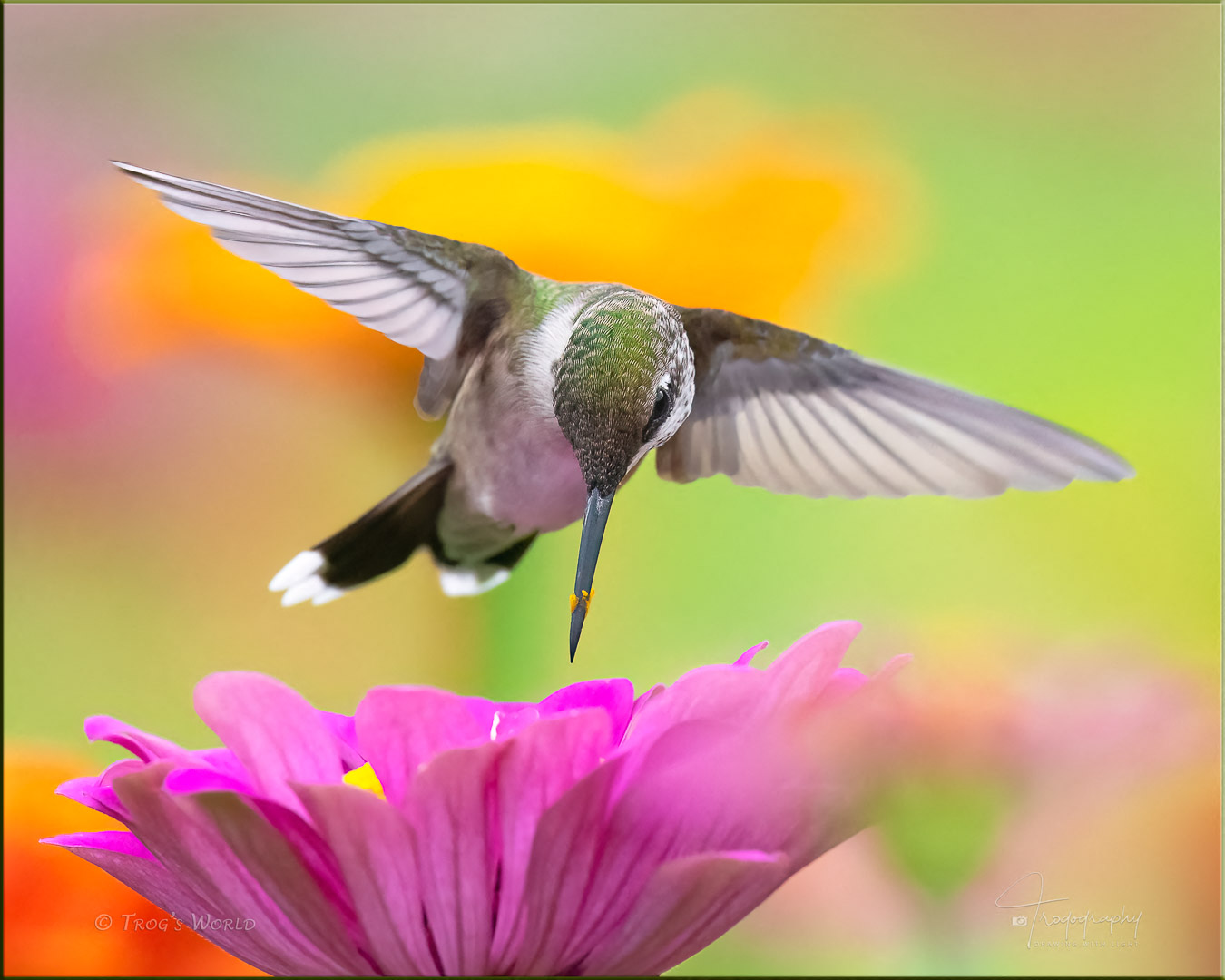 Ruby-throated Hummingbird on a flower