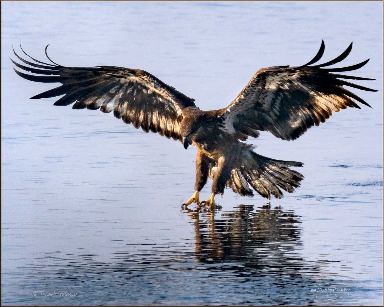 Juvenile Bald Eagle catching a fish