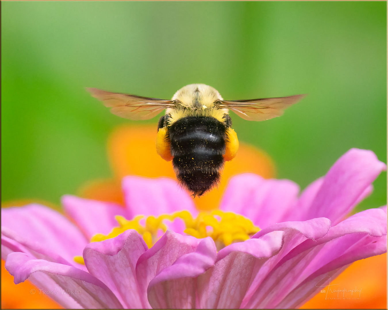 Bumblebee with a payload of pollen