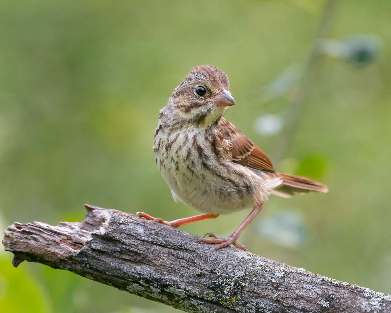 Song Sparrow perched on a limb