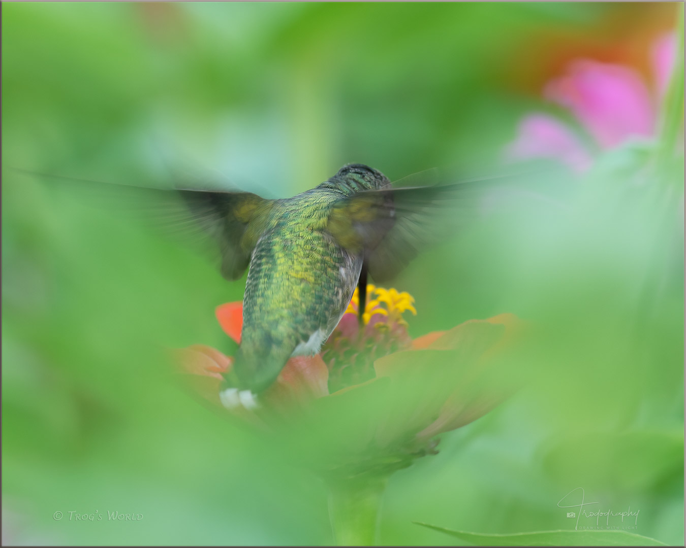 Ruby-throated Hummingbird in motion