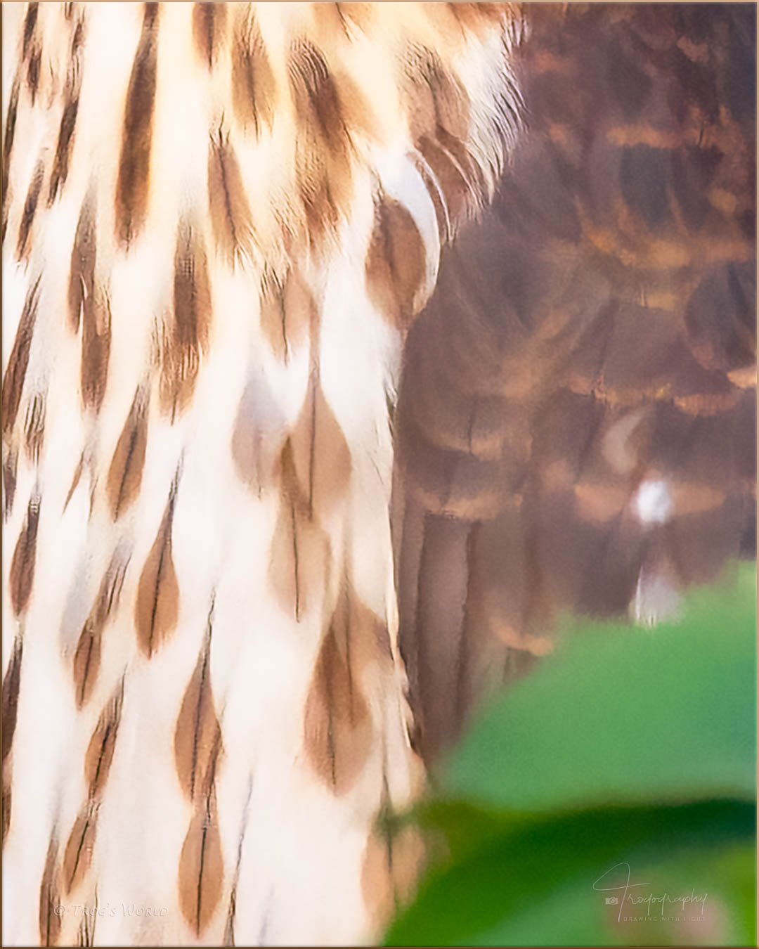 Cooper's Hawk feathers