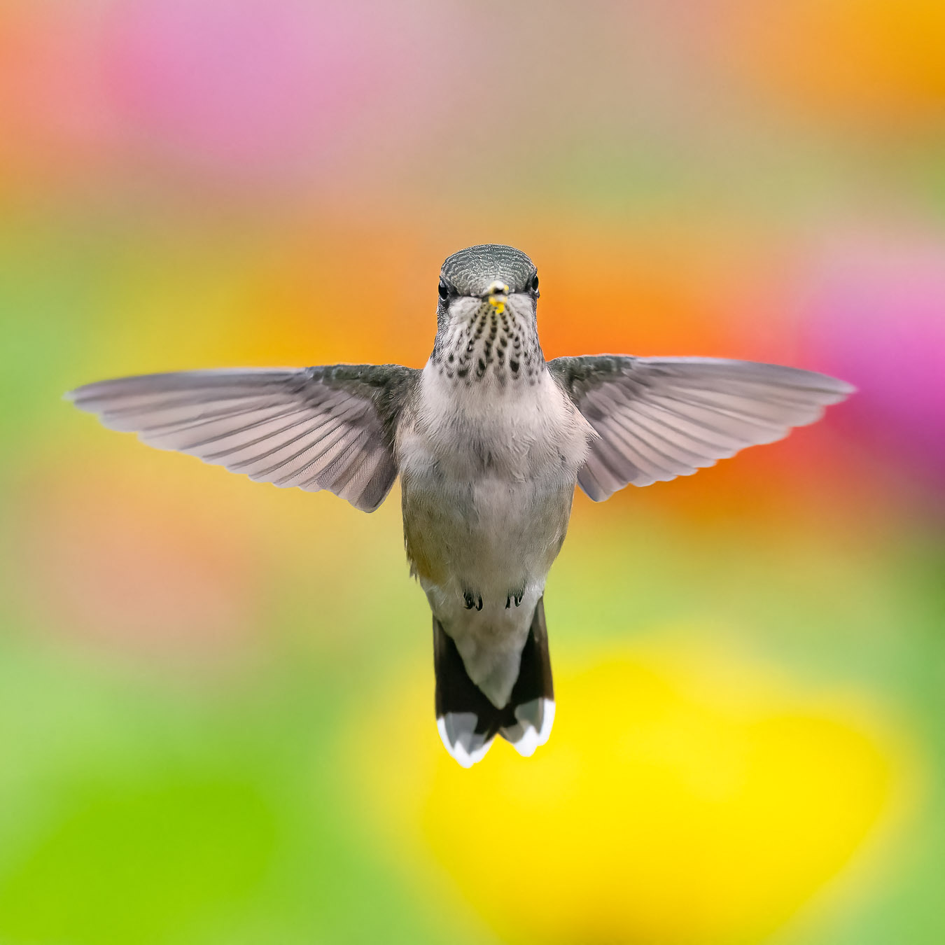 Ruby-throated Hummingbird hovering