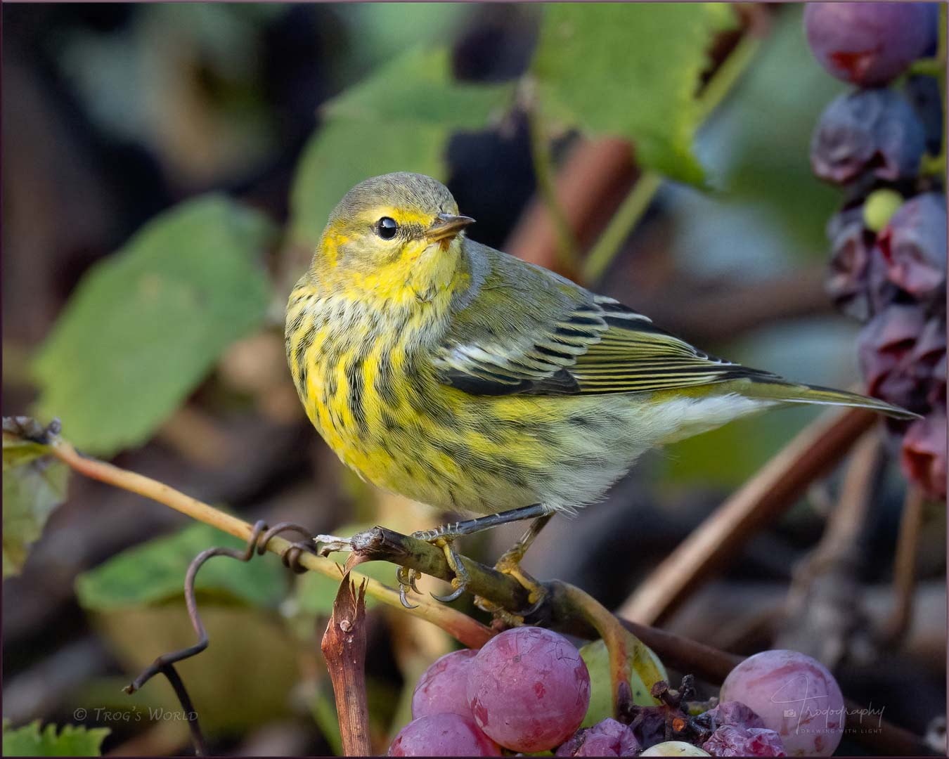 Cape May Warbler in the grapes