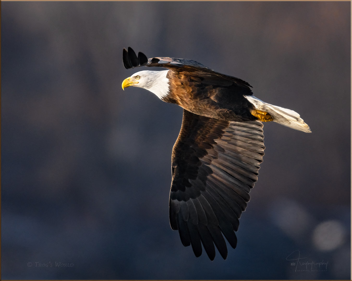 American Bald Eagle into the sun