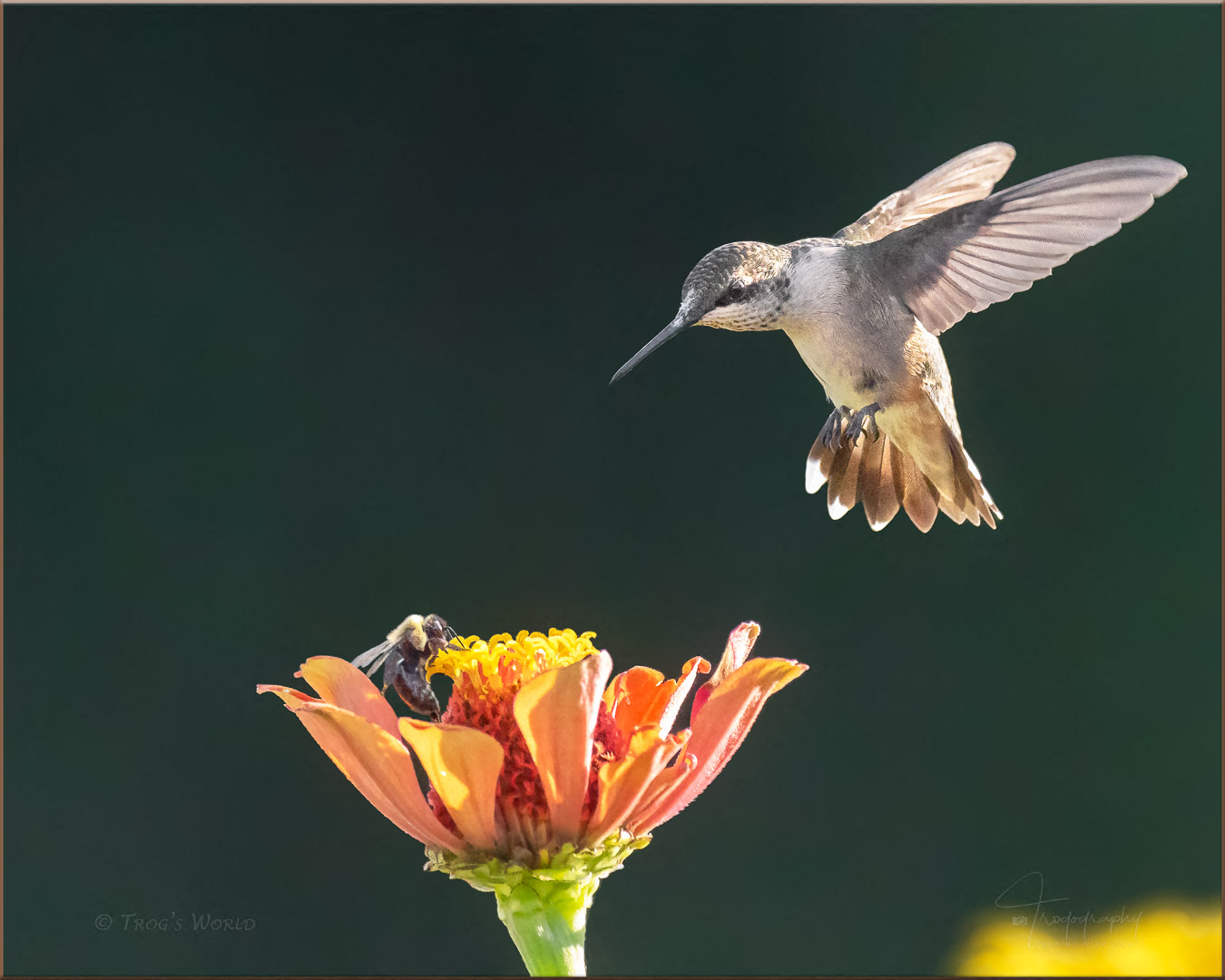 Hummingbird and Bee on a Flower
