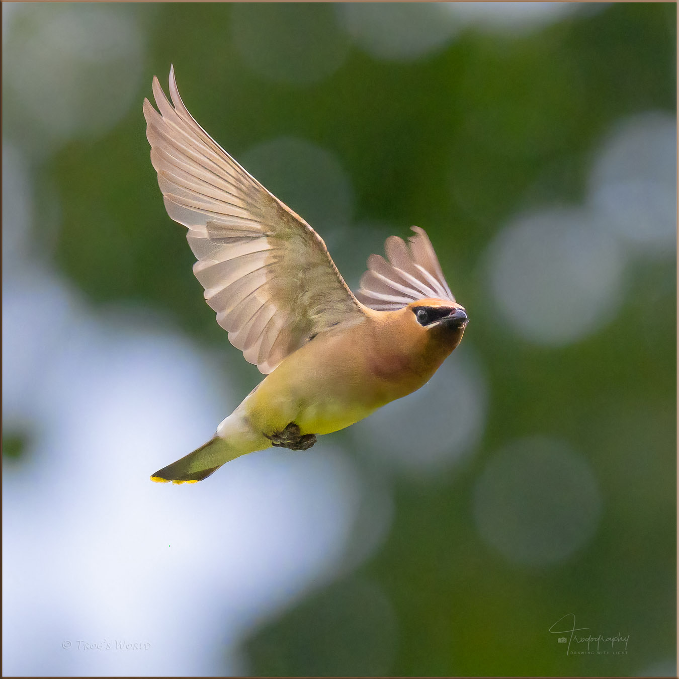 Cedar Waxwing in flight