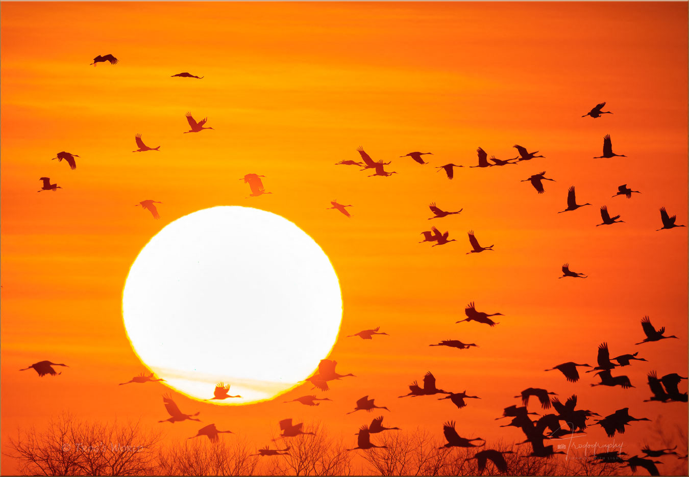 Sandhill Cranes against the setting sun