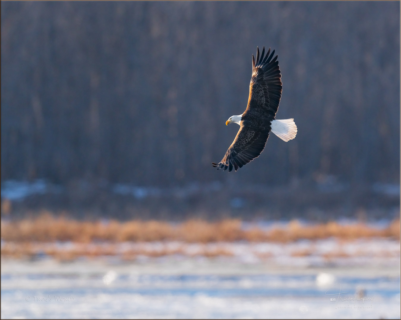 American Bald Eagle banking to the west