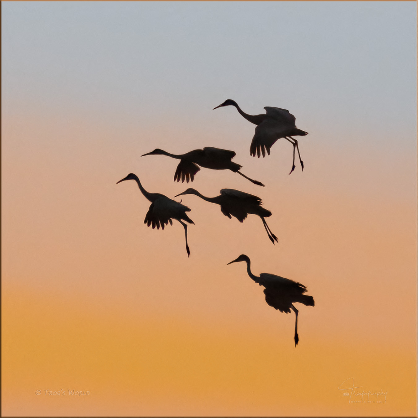 Sandhill Cranes landing against the sunset sky