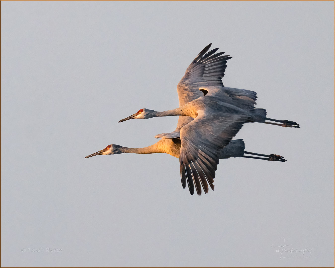 Sandhill Cranes in flight