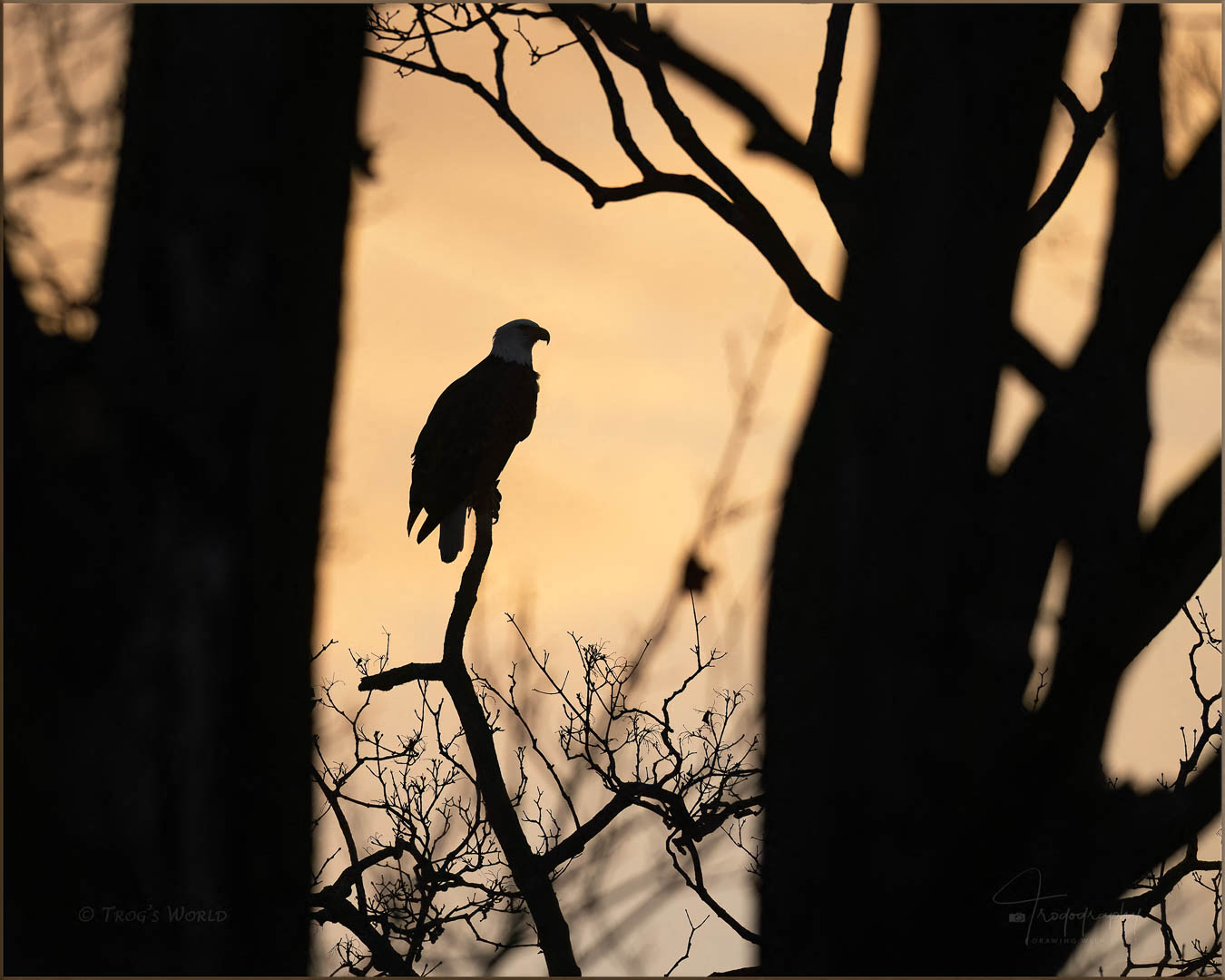 American Bald Eagle silhouetted by winter's evening