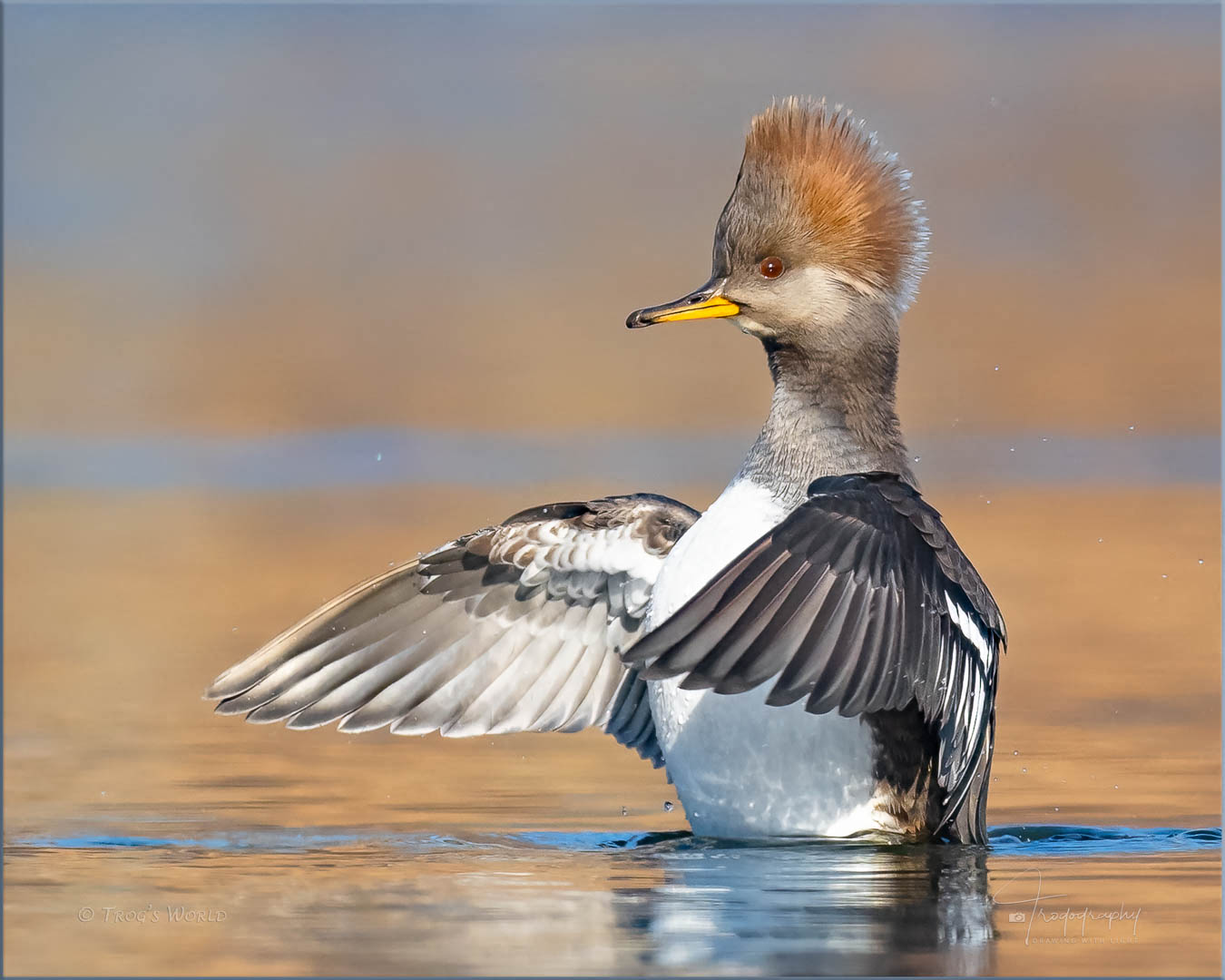 A female Hooded Merganser practicing her conductor skills