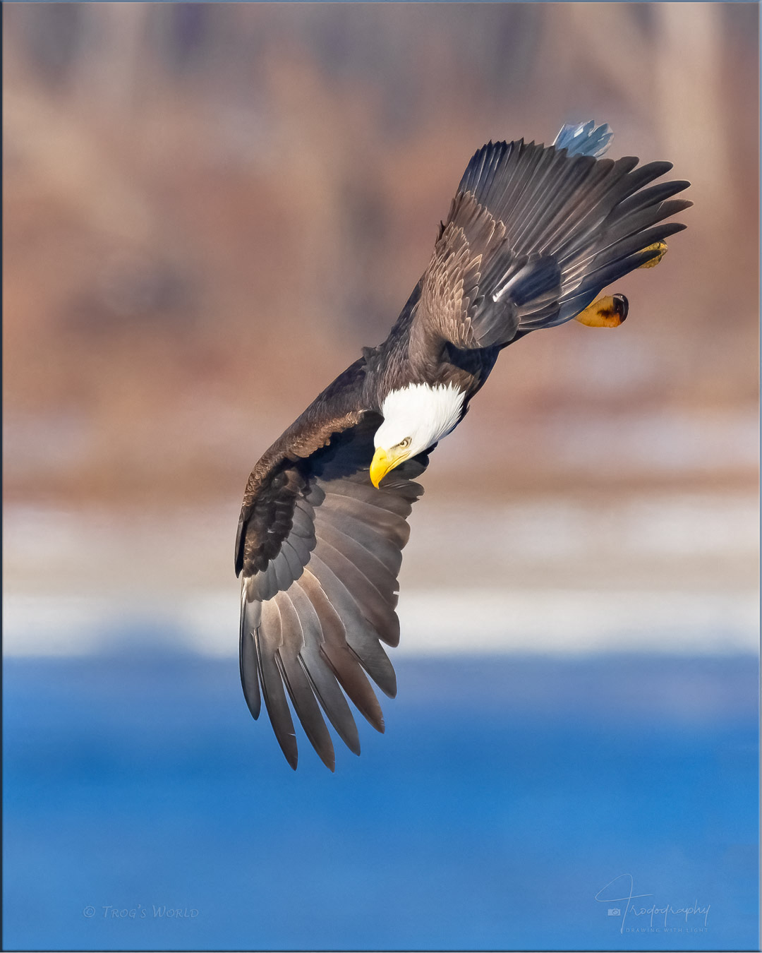 American Bald Eagle diving into the river for a shad