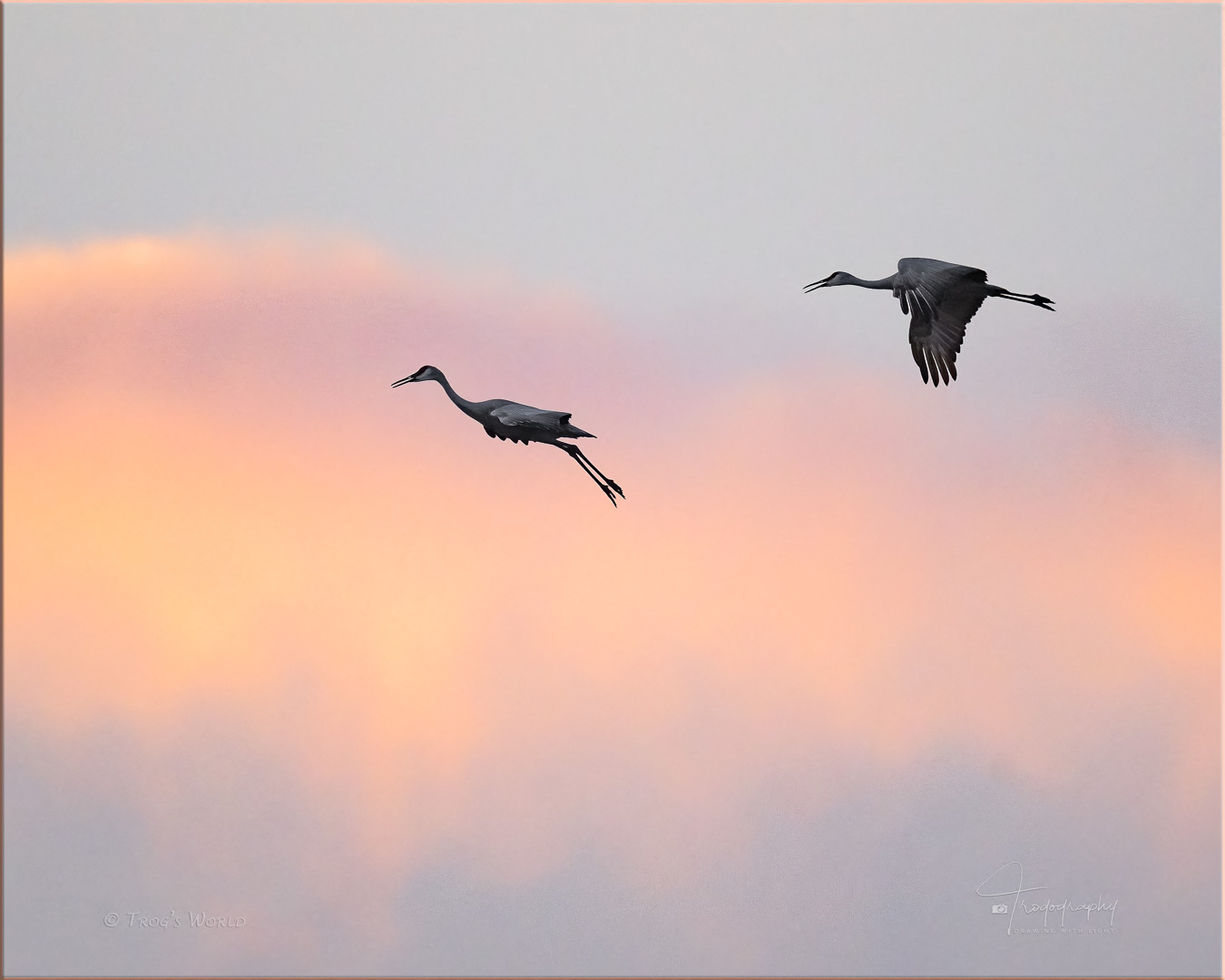 Sandhill Cranes approaching their roosting field against the evening clouds