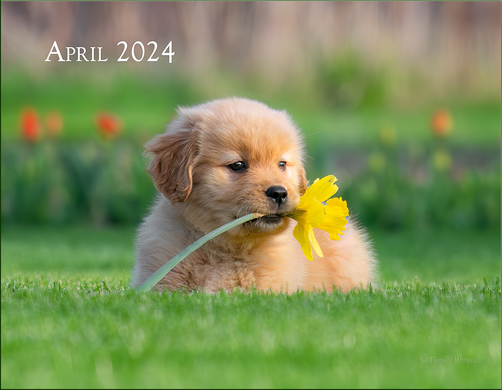 Image in 2024 Trog's Dogs Calendar