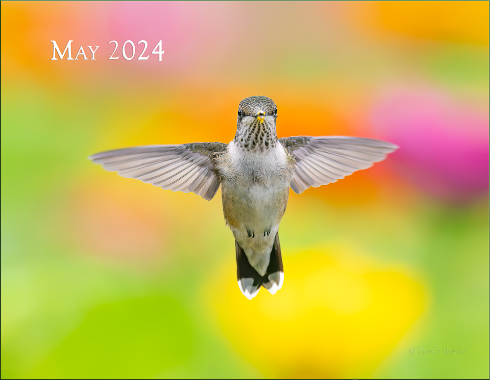 Hummingbirds 2024 Desk Calendar Trogography