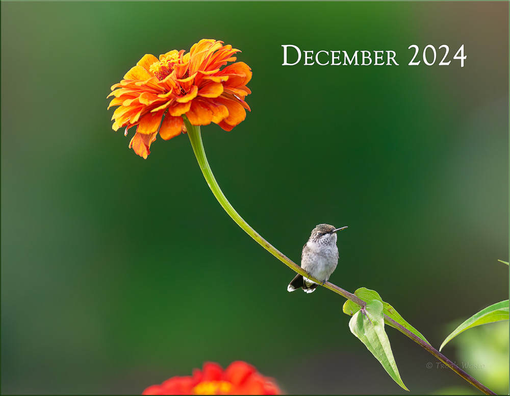 Image in Trogography Hummingbirds 2024 Calendar
