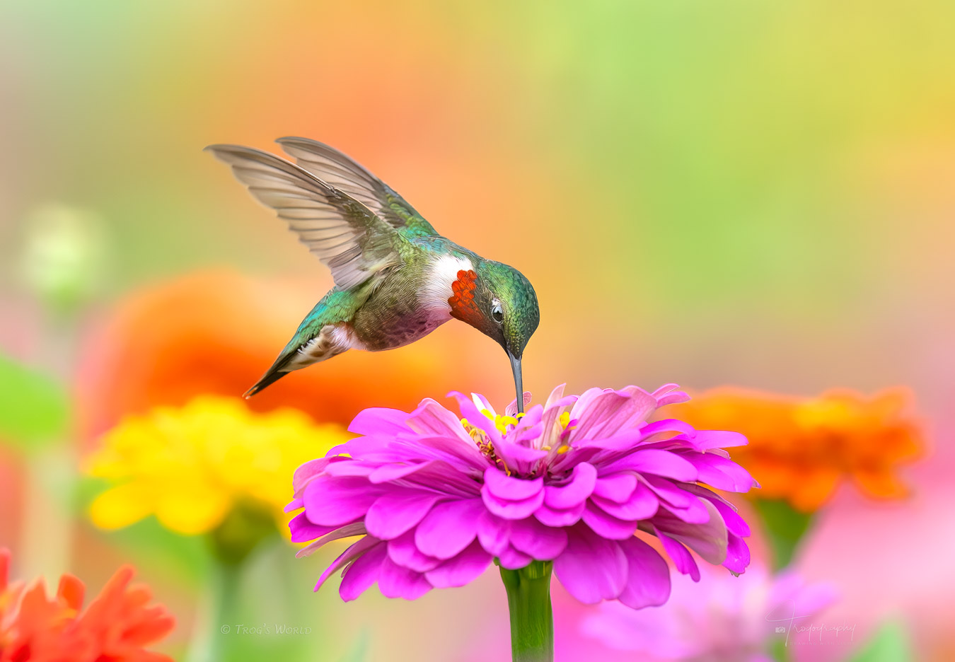 Hummingbird drinking nectar from a pink flower