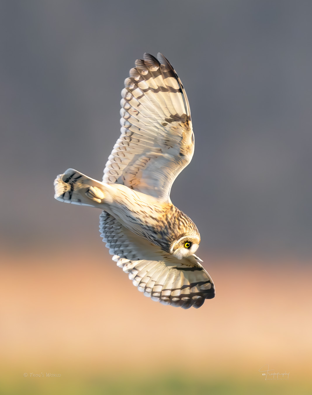 Short-eared owl flying over open field