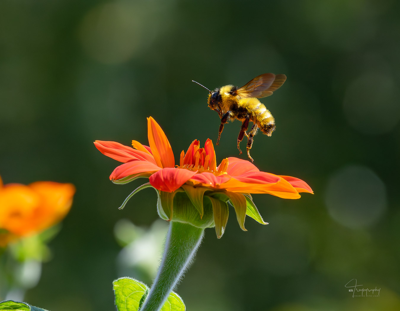 Bumblebee lifting off from a flower